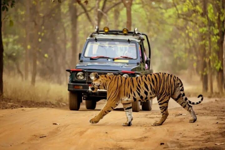 Tadoba Jungle Diaries: 4-Day Wildlife Safari in Tadoba Andhari Tiger Reserve