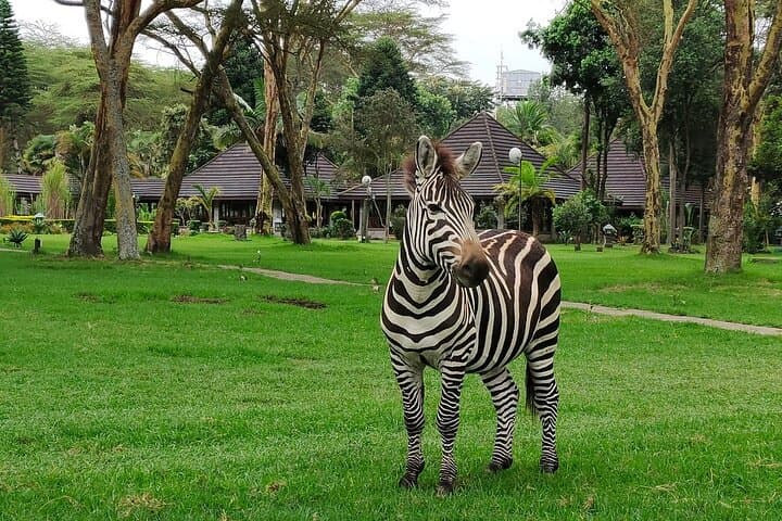 7-Day Samburu to Maasai Mara: Classic Kenya Safari from Nairobi photo 1