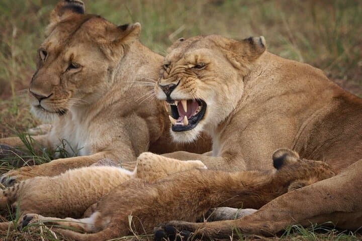 7-Day Samburu to Maasai Mara: Classic Kenya Safari from Nairobi photo 2