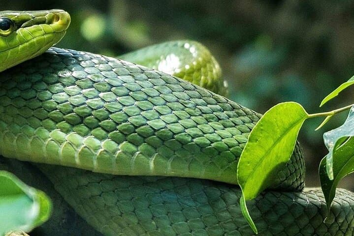 Nairobi National Museum and Snake Park Guided Tour — Half-Day Culture and Wildlife Experience photo 3