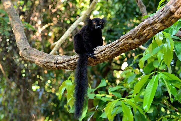 Nosy Be: 3-Day Cultural, Rainforest & Snorkeling Experience
