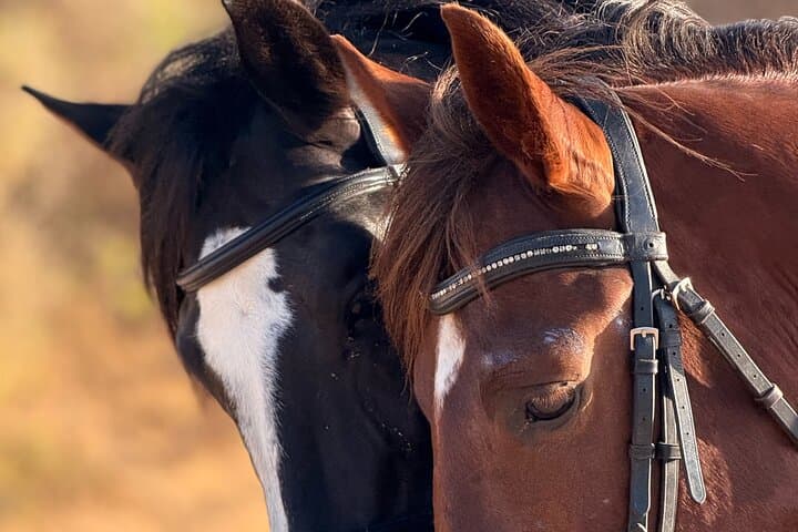 Sunset Horseback Riding in Essaouira — Beaches, Dunes & Argan Forests photo 3