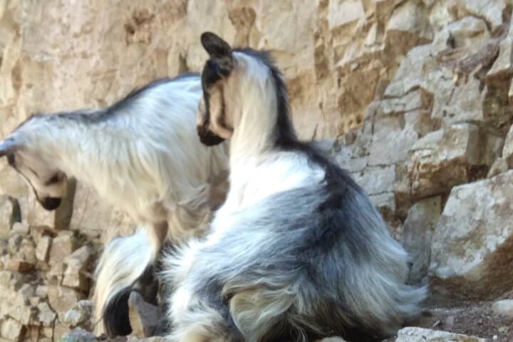 Imbros Gorge Full-Day Hike from Chania — 9km Guided Trek & Sea Dip photo 6