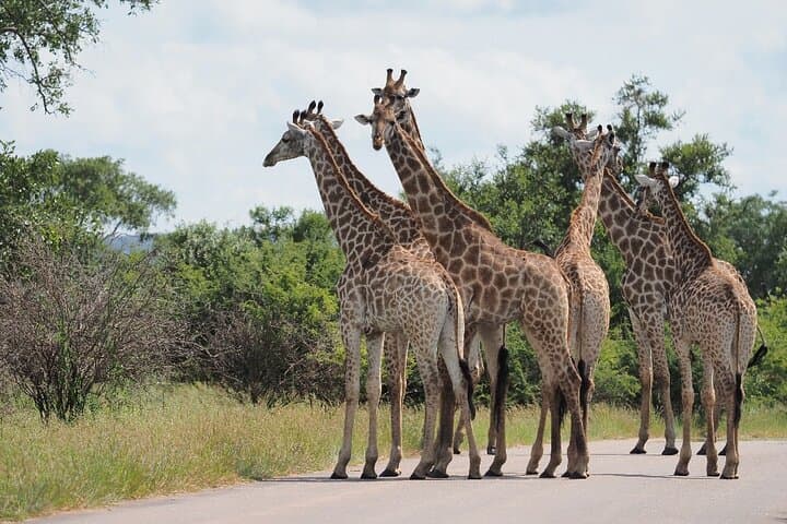 4-Day Kruger Safari from Johannesburg — Budget Fly-In Big Five Experience