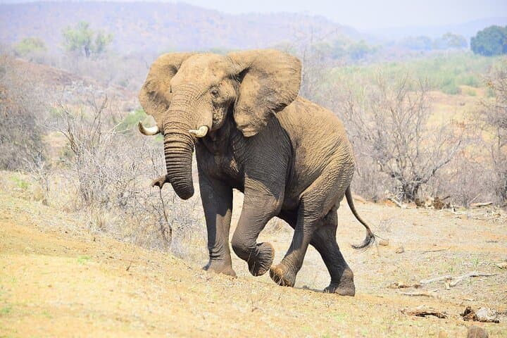 4-Day Kruger Safari from Johannesburg — Budget Fly-In Big Five Experience photo 3