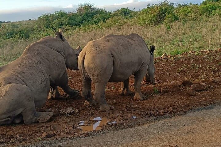 Half-Day Nairobi National Park and Giraffe Centre Safari from Nairobi photo 3
