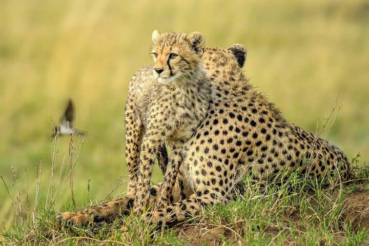 Chasing the Great Migration: 8-Day Serengeti Safari from Arusha photo 6