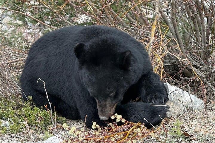 Banff Wildlife and Johnston Canyon Hiking Tour: Bow Valley Parkway Day Trip photo 3