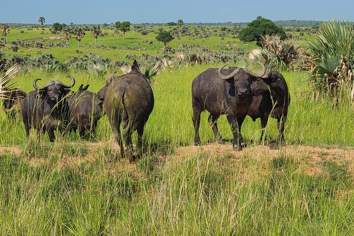 3-Day Murchison Falls Safari: Nile Launch Cruise, Big Five Game Drives & Waterfall Views photo 3