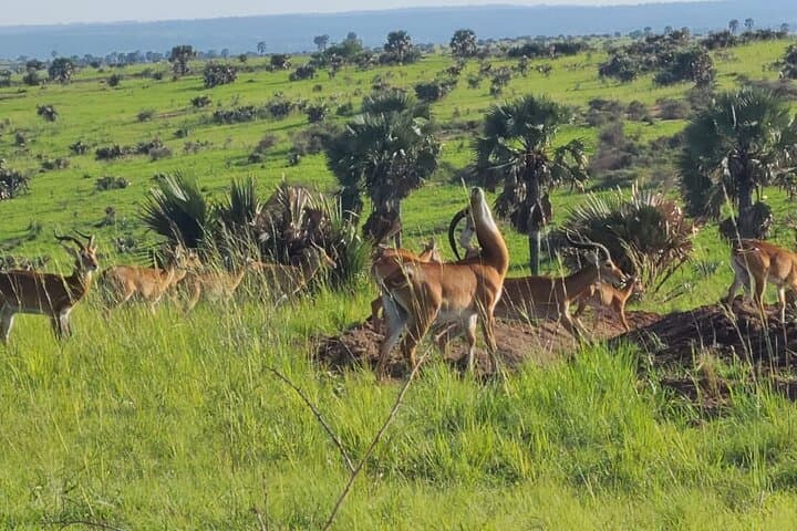 3-Day Murchison Falls Safari: Nile Launch Cruise, Big Five Game Drives & Waterfall Views photo 4