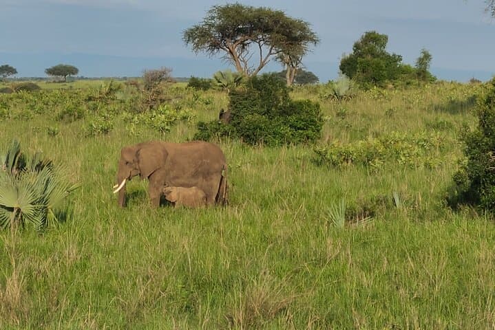 3-Day Murchison Falls Safari: Nile Launch Cruise, Big Five Game Drives & Waterfall Views photo 5