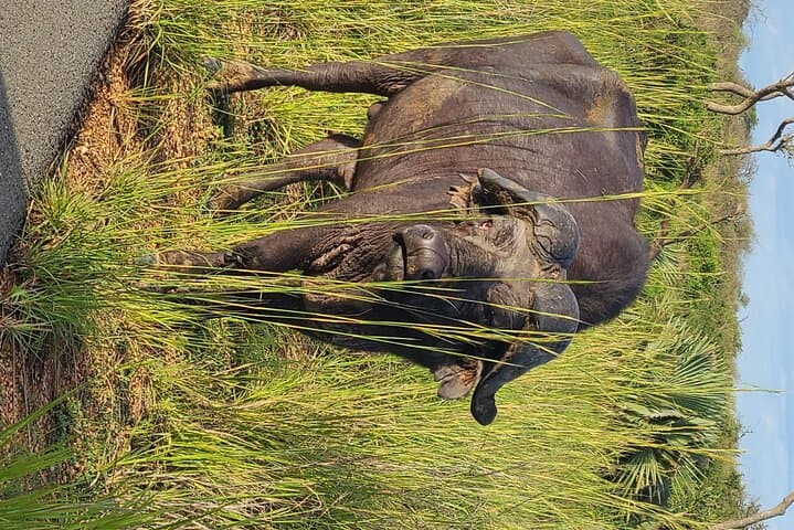 3-Day Murchison Falls Safari: Nile Launch Cruise, Big Five Game Drives & Waterfall Views photo 6