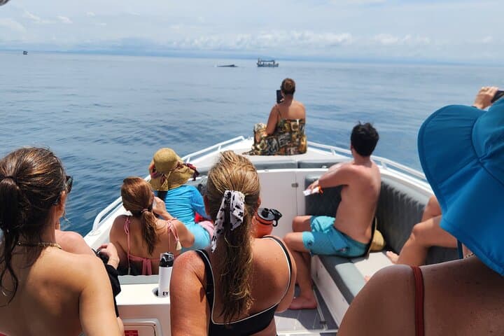 Private Pearl Islands Whale-Watching Tour from Flamenco Marina photo 1