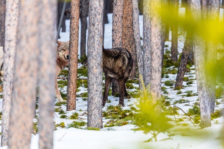 Private Yellowstone Wildlife Safari — Lamar Valley & Slough Creek Small-Group Tour photo 3