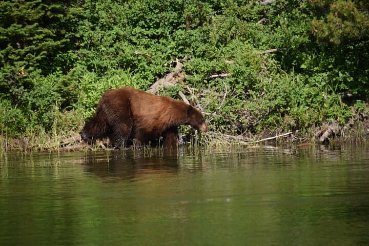 Private Yellowstone Wildlife Safari — Lamar Valley & Slough Creek Small-Group Tour photo 5
