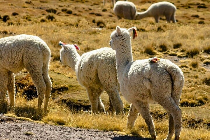 Colca Canyon 2-Day Exploration: Condors, Hot Springs & Andean High Plains photo 4