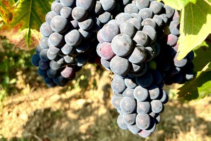 Premium Burgundy Private Wine Tasting — Premier & Grand Cru Tour from Beaune photo 2