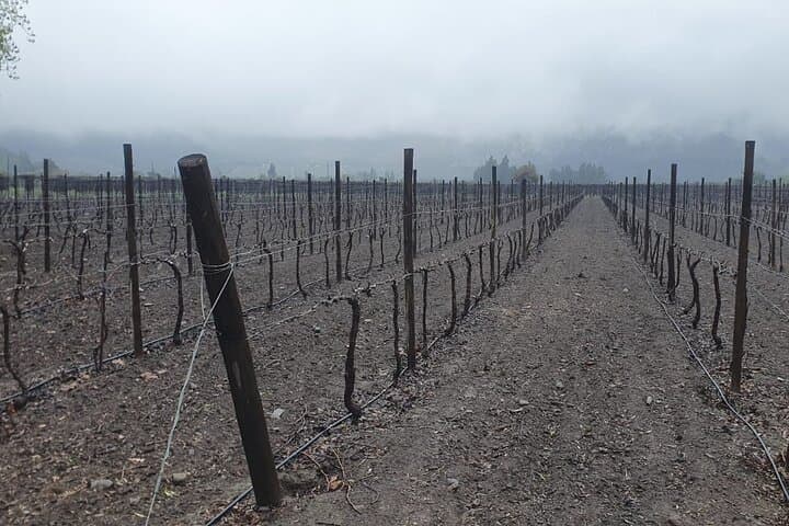 Inca Lagoon & Sanchez de Loria Vineyard: A Day in the Chilean Andes with Wine Tasting photo 3
