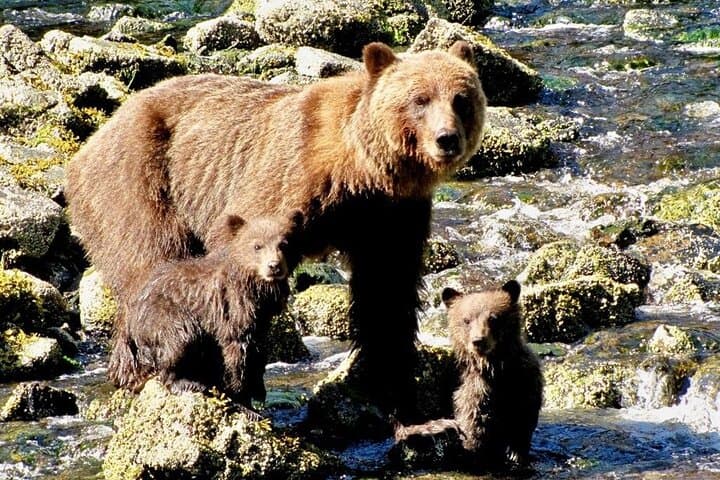 Waterfall Creek Bear Viewing: Private Floatplane Tours from Juneau
