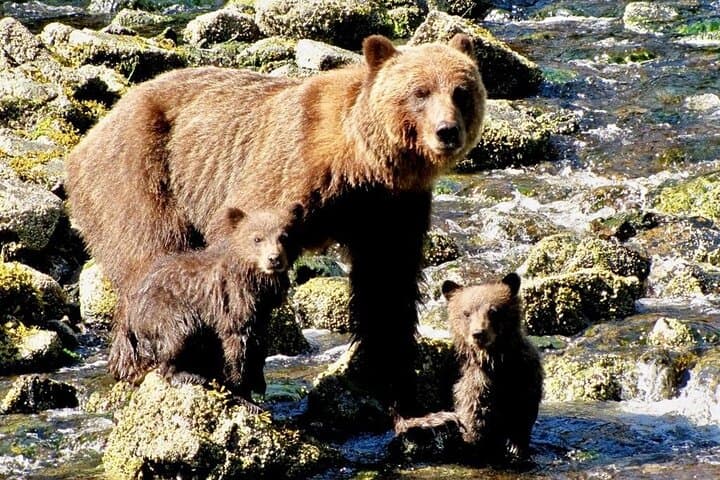 Waterfall Creek Bear Viewing: Private Floatplane Tours from Juneau photo 2