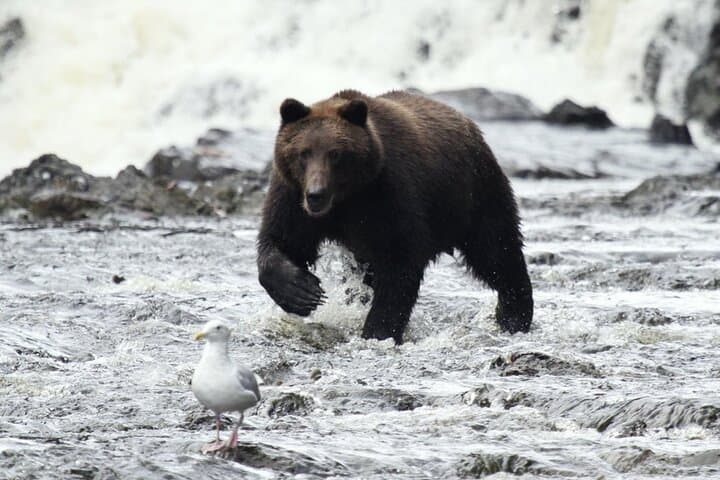 Waterfall Creek Bear Viewing: Private Floatplane Tours from Juneau photo 4