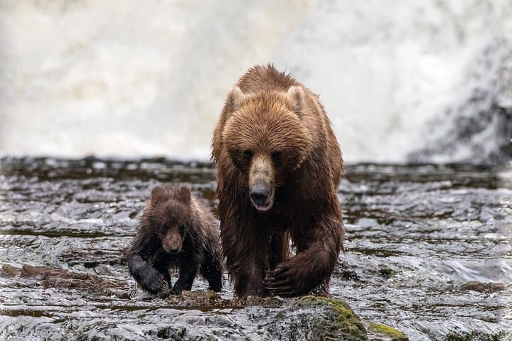 Waterfall Creek Bear Viewing: Private Floatplane Tours from Juneau photo 6