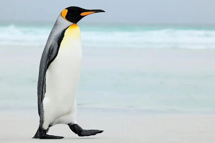 Penguin Encounters and Stanley Coastline: Falkland Small-Group Wildlife Tour photo 1