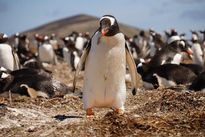 Penguin Encounters and Stanley Coastline: Falkland Small-Group Wildlife Tour photo 2