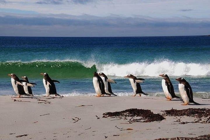 Penguin Encounters and Stanley Coastline: Falkland Small-Group Wildlife Tour photo 3