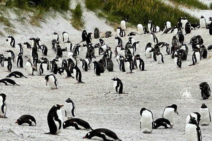 Penguin Encounters and Stanley Coastline: Falkland Small-Group Wildlife Tour photo 4