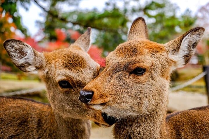 Osaka and Nara Day Tour — Private Transport, Deer Park & Osaka Castle Day Trip photo 4