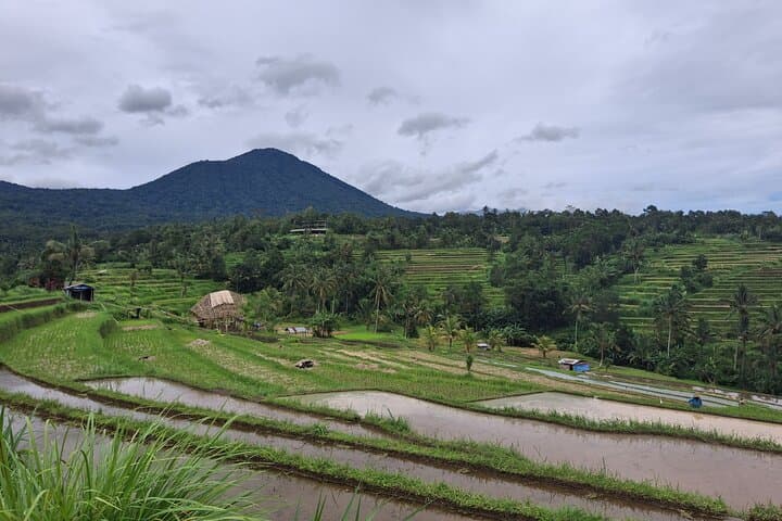 Bali One-Day Tour to Jatiluwih, Monkey Forest & Waterfall photo 4