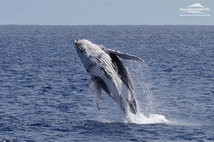 Augusta Whale Watching Eco Tour — Humpback & Southern Right Whale Cruises photo 6