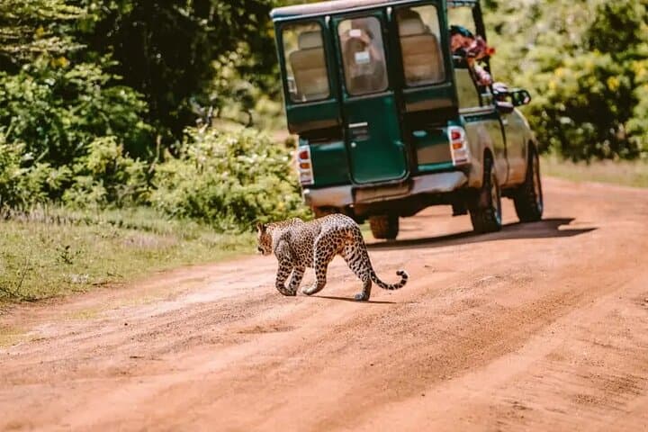 Yala Safari from Hambantota Port — Half-Day Leopard & Elephant Jeep Experience photo 2