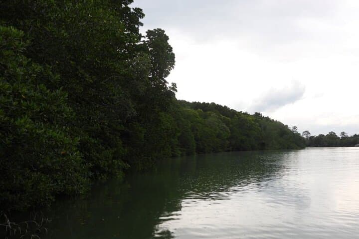 Sungai Lebam Firefly Cruise: Desaru Afterdark Mangrove Experience photo 2