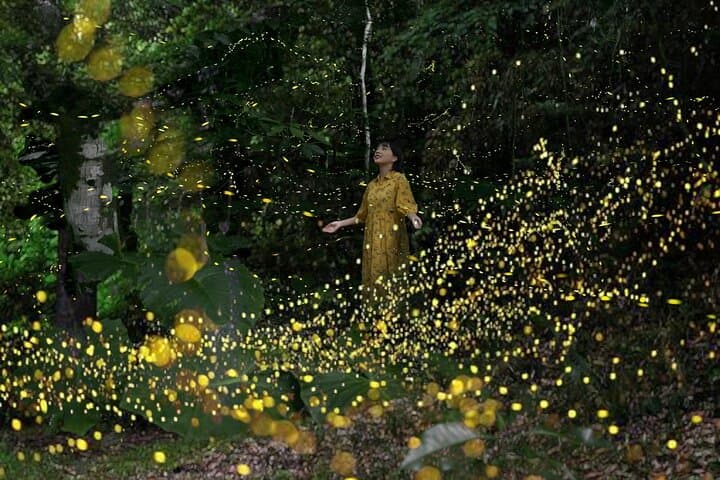 Ishigaki Firefly Night Tour: Yaeyama-Himebotaru Sunset Viewing (Mar–May)