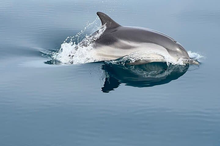 Taormina Dolphin-Watching & Sunset Aperitif Cruise — Isola Bella Swim photo 2