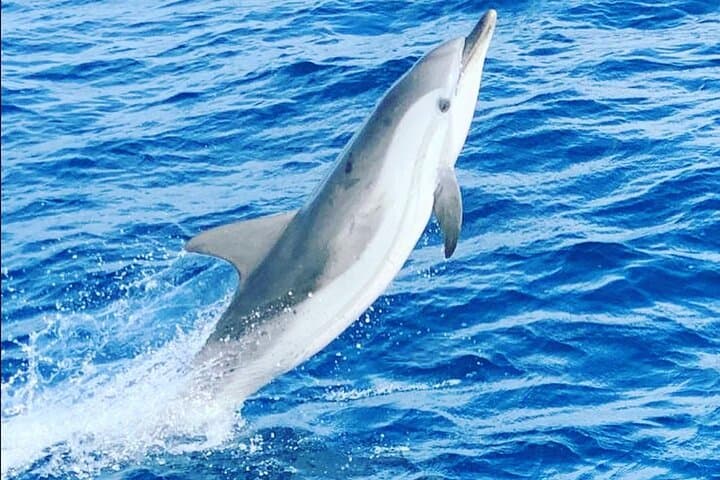 Taormina Dolphin-Watching & Sunset Aperitif Cruise — Isola Bella Swim photo 4