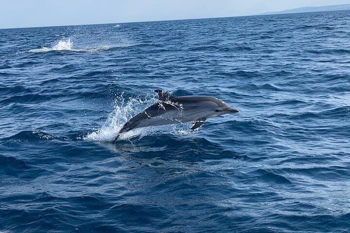 Taormina Dolphin-Watching & Sunset Aperitif Cruise — Isola Bella Swim photo 5