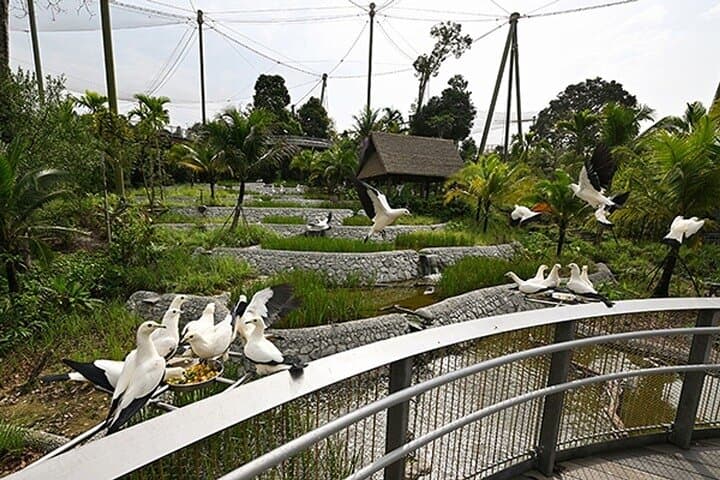 Mandai Bird Park Singapore: Bird Paradise Admission & Visitor Guide photo 2