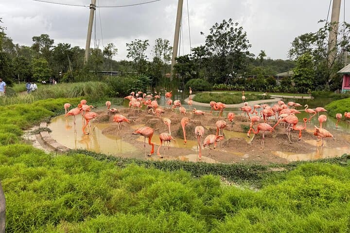Mandai Bird Park Singapore: Bird Paradise Admission & Visitor Guide photo 6