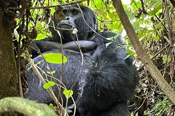 3-Day Gorilla Tracking in Bwindi Forest: Rushaga Gorilla Safari & Cultural Experience photo 6