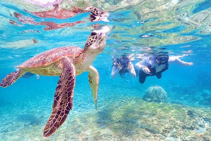 Miyako Island Sea Turtle Snorkeling: Half-Day Snorkel with High Turtle Encounters