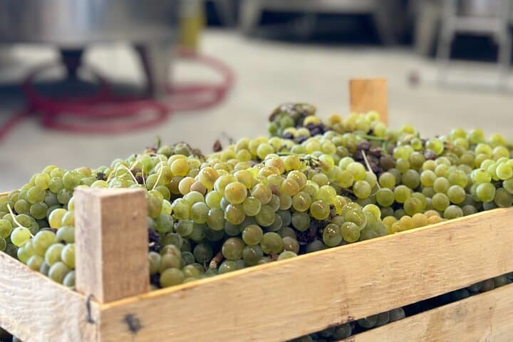 Kotor Old Town and Mount Lovćen Winery Tour: History, Views & Tasting for Two photo 4