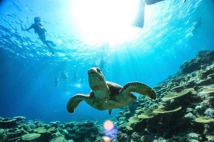 Barasu Island Snorkeling: Okinawa Iriomote Coral Reef Tour from Ishigaki