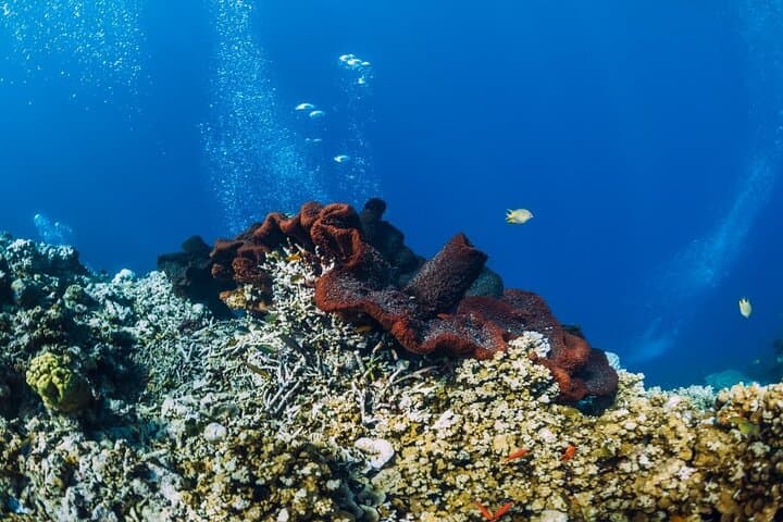 Private Gili Meno Snorkel: 4 Top Spots with GoPro photo 3