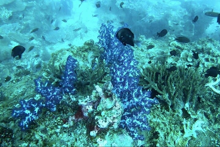 Phu Quoc Full-Day Scuba Tour: Guided Dives at Doi Moi’s Coral Reefs photo 4