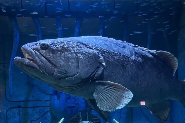Inside Lost World Aquarium at Atlantis The Palm — Dubai's Immersive Marine Exploration photo 6