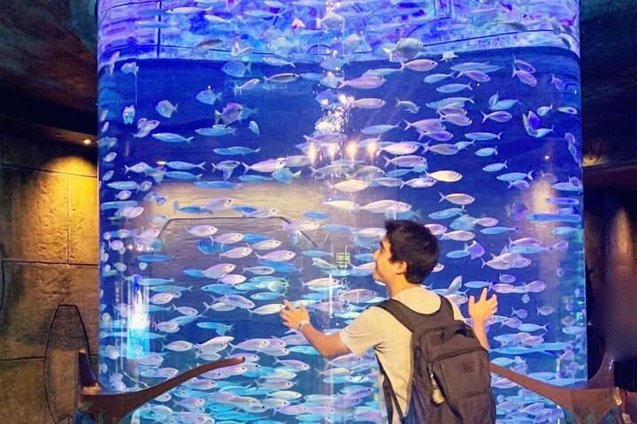 Inside Lost World Aquarium at Atlantis The Palm — Dubai's Immersive Marine Exploration photo 4