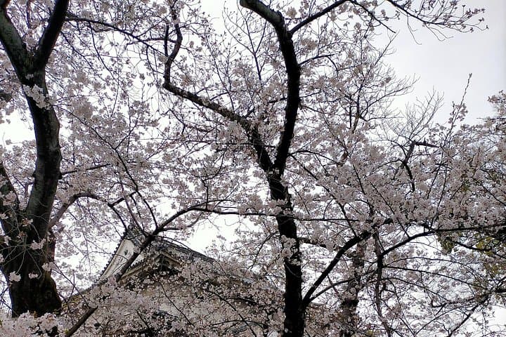 Osaka City Walking Tour: Castle, Dotonbori & Local Streets photo 2